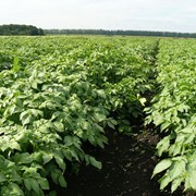 Картофель от производителя урожая 2015 фото