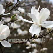 Магнолия Magnolia stellata Royal Star 60 – 80 фотография