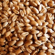 Пшеница посевная фото