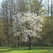 Слива Prunus Avium 120-140