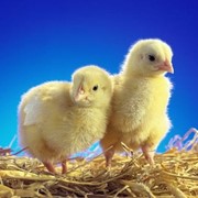 Оптовая и розничная торговля суточным цыпленком, продажа суточных цыплят-бройлеров, суточный молодняк птицы, цыплята.