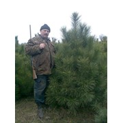 Сосна крымская для озеленения и на елку Новогоднюю, Донецк фото