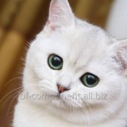 Препарат биологический для кошек Лактобифадол фото