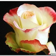 Розы Эквадор купить Винница, красивые цветы