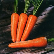 Семена моркови Болтекс фото