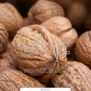 Орехи грецкие в скорлупе фото