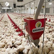 Линии кормления для бройлеров фото