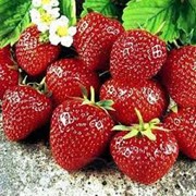 Свежые ягоды клубники фото