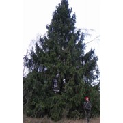 Крупномерные саженцы лесных деревьев высотой 2 - 4 метра фотография