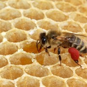 Продам екологічно чистий травневий мед 2015 року фото