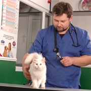 Ветеринарная терапия. Лечение животных.,Киев фото