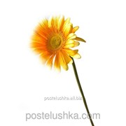 Цветок гербера 54 см фото