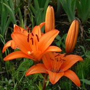 Лилия оранжевая Tresor фото