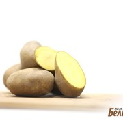 Картофель семенной Рикея 2РС фотография