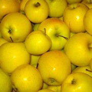 Яблоки сорта «Голден Делишес» фото