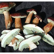 Польский гриб замороженный фото