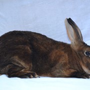 Кролик Рекс-кастор