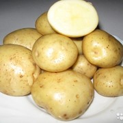 Картофель среднеспелый Скарб фото