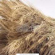 Зерно, зерновые культуры фотография