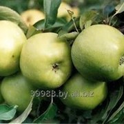 Яблоки фото