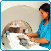 Ветеринарные томографы