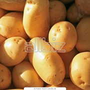 Свежий картофель фото