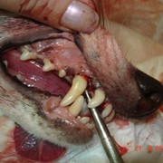 Чистка зубов животных от камня фотография