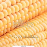 Кукуруза фуражная повышенной зерновой примеси