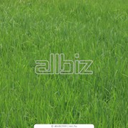 Травы газонные для подсева