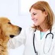 Консультации ветеринарные фото