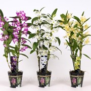 Орхидея Дендробиум нобиле Сорта -- Dendrobium nobi. Cultivars фото