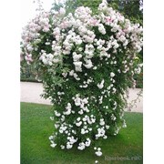 Розы вьющиеся белые фотография