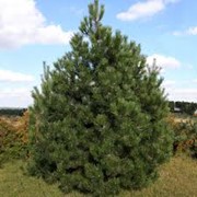 Сосна Черная Pinus nigra 125-150cm,dtbal