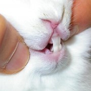 Подрезание зубов у грызунов фотография