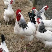 Суточные цыплята кур породы Адлерская серебристая с вакцинацией