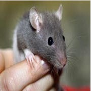 Уничтожение мышей , вывести мышей, уничтожить грызунов, избавиться от мышей, крыс, дератизация в Днепропетровске, Днепропетровской области