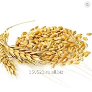 Пшеница мягких сортов 4 класс