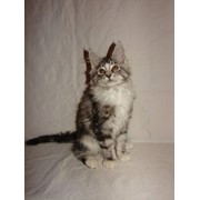 Мейн кун котенок окрас серебряный мрамор с белым фото