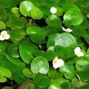 Водокрас, 35 видов водных растений фото