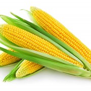 Семена кукурузы высокого качества. Лучшие цены! фотография