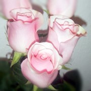 Розы розовые Титаник