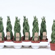 Сансевиерия цилиндрическая -- Sansevieria cylindrica фотография
