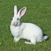Кролик породы Белый Великан фото