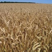 Пшениця озима Краснодарська 99 фото