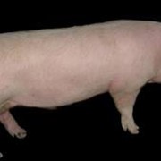 Свиньи мясных пород фото