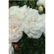 Розы Алтайские плетистые Белая фотография