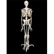 Скелет человека на подставке (170 см.) фото