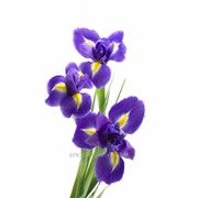 Ирис Мечевидный Iris ensata Cristal Halo рост 40 – 60