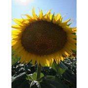 Семена подсолнечника Евралис Террамис (насіння соняшнику Євраліс Терраміс) фотография