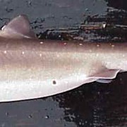 Продам катран (акула черноморская) с/м фото